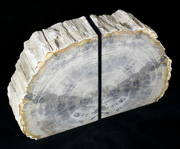 Petrified Wood (Hardwood) Bookends - Indonesia #21643